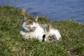 Stray cat with a conjunctivitis eyes basks in the sun lying on the green grass