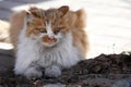 A stray cat crouching on the ground with wary eyes.