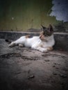 Stray cat crouching on the street