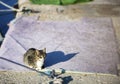 The stray cat. Derelict, forlorn, alone cat outdoor