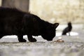 Stray cat eating Royalty Free Stock Photo