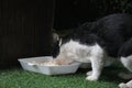 A stray cat is eating food