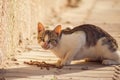 Stray cat eating food on the street. Pet protection concept Royalty Free Stock Photo