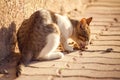 Stray cat eating food on the street. Pet protection concept Royalty Free Stock Photo