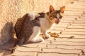 Stray cat eating food on the street. Pet protection concept Royalty Free Stock Photo