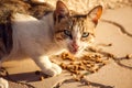 Stray cat eating food on the street. Pet protection concept Royalty Free Stock Photo