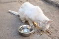 Stray cat eating near bowl with water outdoors Royalty Free Stock Photo