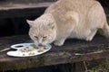 Stray cat eating pet food Royalty Free Stock Photo