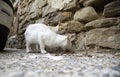 Stray cat eating Royalty Free Stock Photo