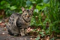 Stray cat exudes a wild charm in its feral environment