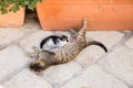 Stray Cat feeding kitten