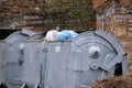 Stray Cat on the Garbage Container