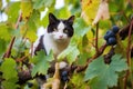 stray cat among the grapevines, ripe bunches of grapes around Royalty Free Stock Photo