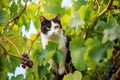 stray cat among the grapevines, ripe bunches of grapes around Royalty Free Stock Photo