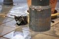 Stray Cat Hides Behind a Pole in the Evening