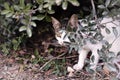 Stray cat hiding in bushes Royalty Free Stock Photo