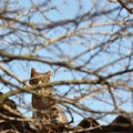 Stray cat hiding Royalty Free Stock Photo