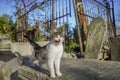 stray cat of istanbul street portrait Royalty Free Stock Photo