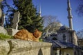 stray cat of istanbul street portrait Royalty Free Stock Photo