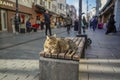 stray cat of istanbul street portrait