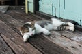 Stray cat laying down on wooden planks Royalty Free Stock Photo