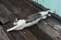 Stray cat laying down on wooden planks Royalty Free Stock Photo