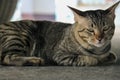 Stray cat lie down under a parked car. Cat staring at camera. Royalty Free Stock Photo