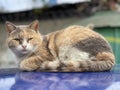 A stray cat lies on the roof of a car Royalty Free Stock Photo