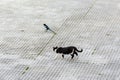 Stray cat looking at a magpie with dubious intent