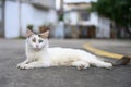 Stray cat lying on the street Royalty Free Stock Photo