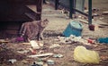 Stray cat making its way about overfilled dumpster in ghetto