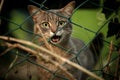 Cat meowing behind a fence