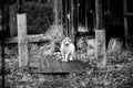 Stray cat outdoors. Black and white photo. Royalty Free Stock Photo