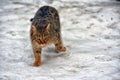 Stray cat outdoors in the snow in winter Royalty Free Stock Photo
