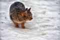 Stray cat outdoors in the snow in winter Royalty Free Stock Photo