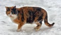 Stray cat outdoors in the snow in winter Royalty Free Stock Photo