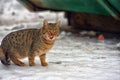 Stray cat outdoors in the snow in winter Royalty Free Stock Photo