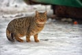 Stray cat outdoors in the snow in winter Royalty Free Stock Photo
