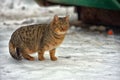 Stray cat outdoors in the snow in winter Royalty Free Stock Photo
