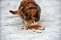 Stray cat outdoors in the snow in winter Royalty Free Stock Photo