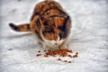 Stray cat outdoors in the snow in winter Royalty Free Stock Photo