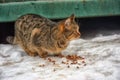 Stray cat outdoors in the snow in winter Royalty Free Stock Photo