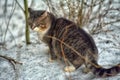 Stray cat outdoors in the snow in winter Royalty Free Stock Photo
