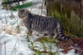 Stray cat outdoors in the snow in winter Royalty Free Stock Photo