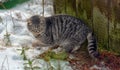 Stray cat outdoors in the snow in winter Royalty Free Stock Photo
