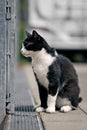 Stray cat perched sitting on backyard. Profile view. Royalty Free Stock Photo