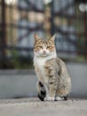 2019 Stray Cat Photographer new photo, cute brown street cat has a sad cry face