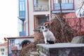 2019 Stray Cat Photographer new photo, cute stray cat in Tbilisi