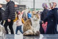 2019 Stray Cat Photographer new photo, cute street cats in the street