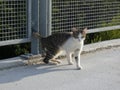 Stray cat playing with the bridge railing in the background